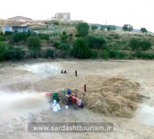 برداشت محصول کشاورزان سردشتی در حاشیه دریاچه