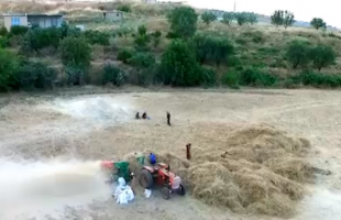 برداشت محصول کشاورزان سردشتی در حاشیه دریاچه