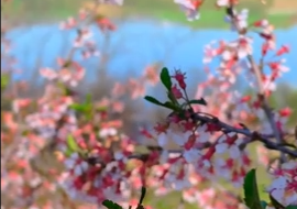 شکوفه های بهاری و دریاچه سردشت