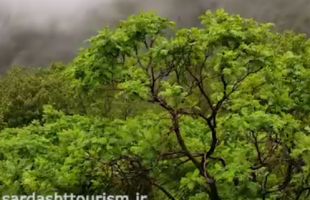 طبیعت رویایی جنگل های اطراف باسکدو در یک روز بارانی