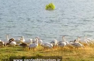 ویدیویی دیدنی از شنای اردک ها در دریاچه سردشت