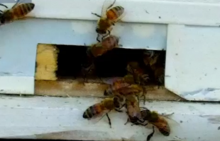 پرورش زنبور عسل در حاشیه دریاچه سردشت گورانگان