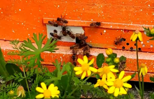 پرورش زنبور عسل در طبیعت زیبای اطراف شهر نلاس