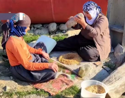 پوست کندن گندم توسط بانوان روستایی سردشت