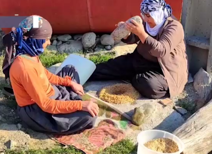 پوست کندن گندم توسط بانوان روستایی سردشت