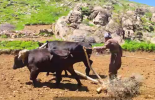 کشاورزی در دامان طبیعت منطقه باژار قلاره ش سردشت