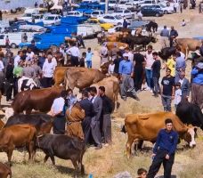 بازار احشام سردشت در عید قربان