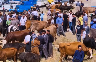 بازار احشام سردشت در عید قربان